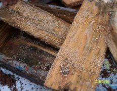 井岸鎮殺蟲案例展示